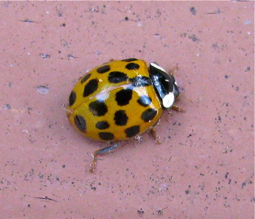 Lady Beetle