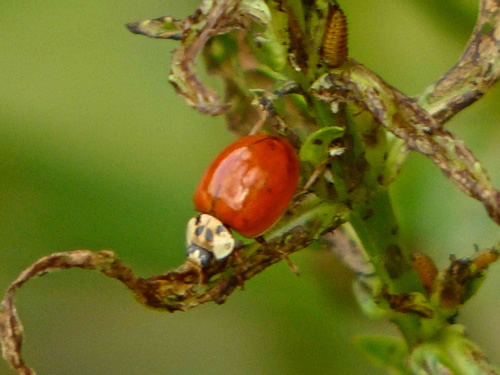 Lady Beetle