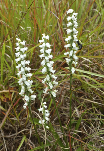 Ladies' Tresses Orchid