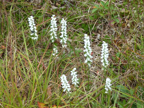 Ladies' Tresses Orchid
