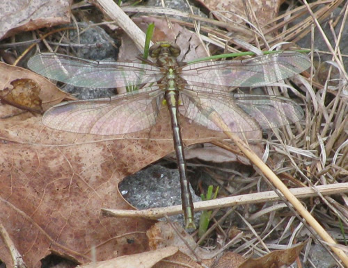 Lancet Clubtail Dragonfly (Male)