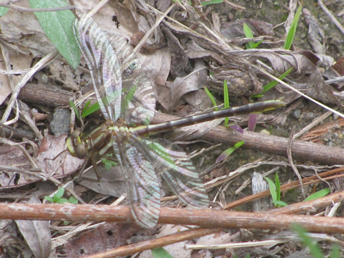 Lancet Clubtail Dragonfly (Male)