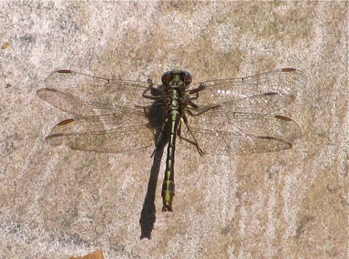 Lancet Clubtail Dragonfly (Male)