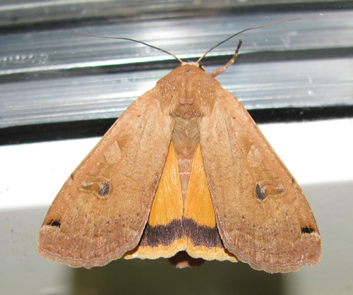 Large Yellow Underwing Moth