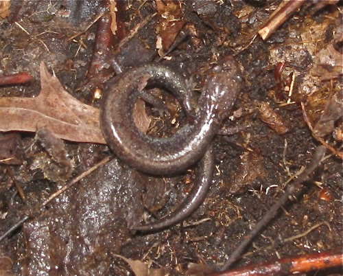 Lead-Backed Salamander