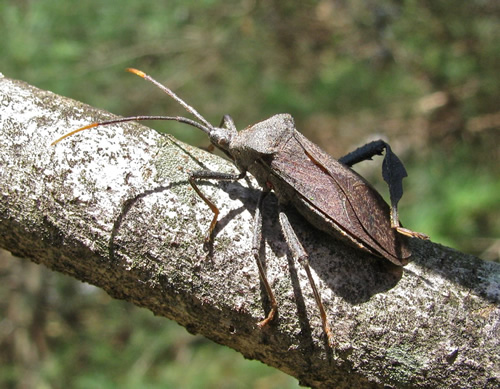 Leaf-Footed Bug