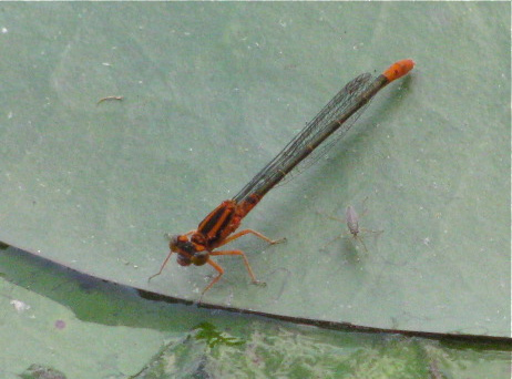 Lilypad Forktail Damselfly