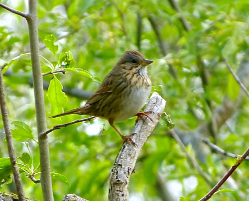 Lincoln's Sparrow