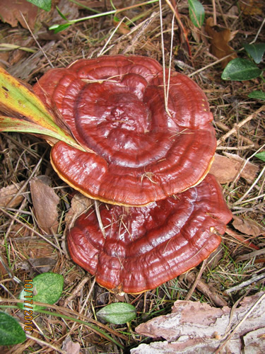 Lingzhi Mushroom