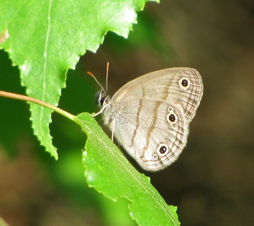Little Wood Satyr Butterfly