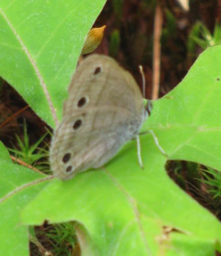 Little Wood Satyr Butterfly