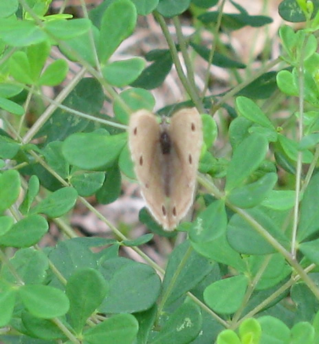 Little Wood Satyr Butterfly