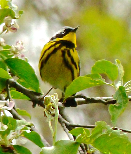 Magnolia Warbler