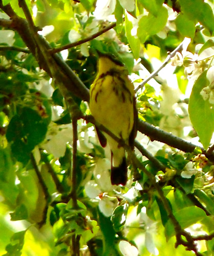 Magnolia Warbler