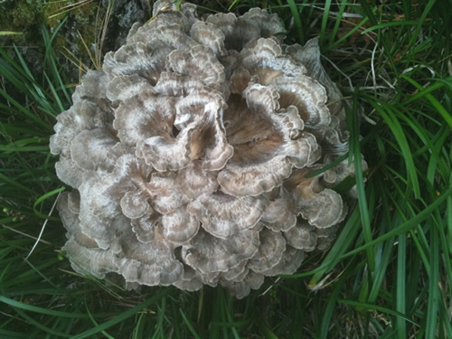 Maitake