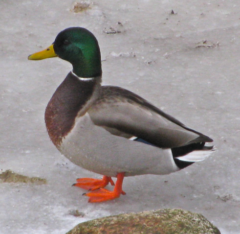 Mallard