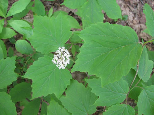 Maple-Leaf Viburnum