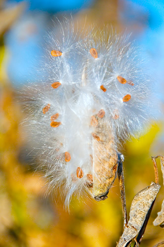 Milkweed