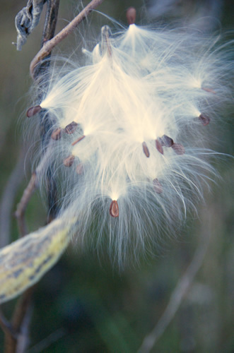 Milkweed