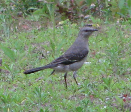 Northern Mockingbird