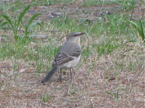 Northern Mockingbird