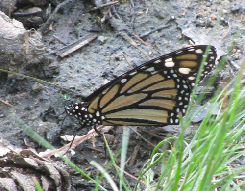 Monarch Butterfly