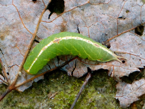 Mottled Prominent Moth (Caterpillar)