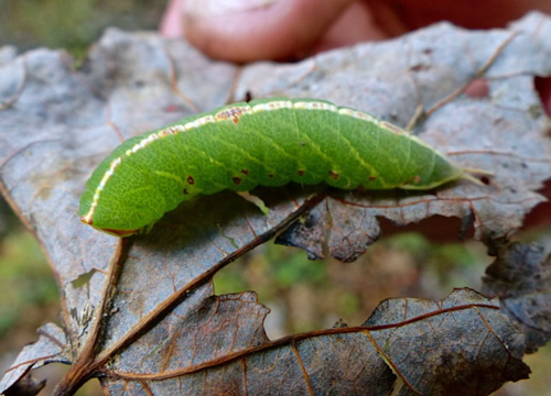 Mottled Prominent Moth (Caterpillar)