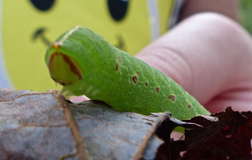 Mottled Prominent Moth (Caterpillar)