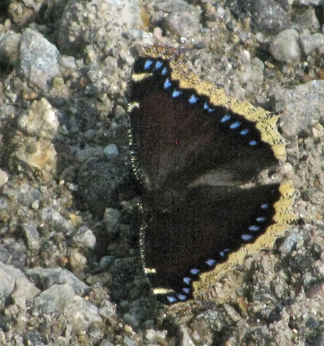 Mourning Cloak Butterfly