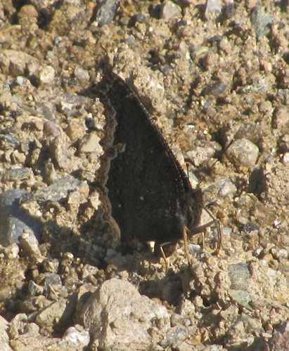 Mourning Cloak Butterfly