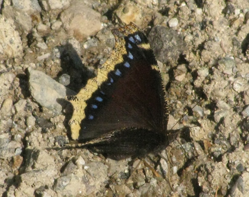 Mourning Cloak Butterfly