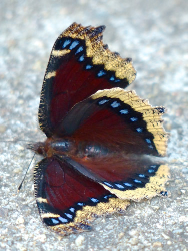 Mourning Cloak Butterfly