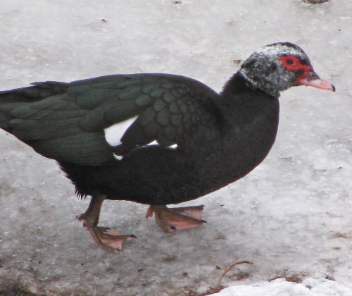 Muscovy Duck