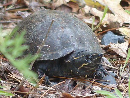 Musk Turtle