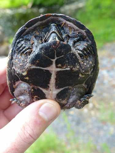 Musk Turtle