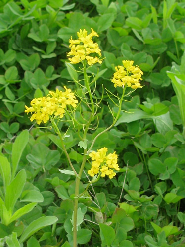 Wild Mustard