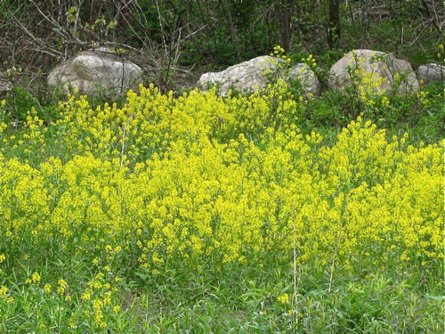 Wild Mustard