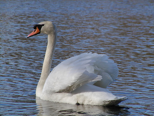 Mute Swans