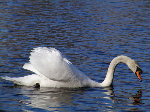 Mute Swans