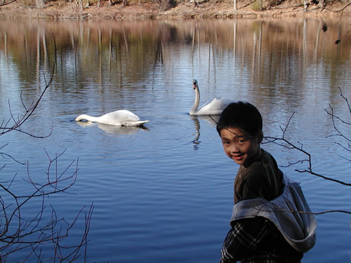 Mute Swans