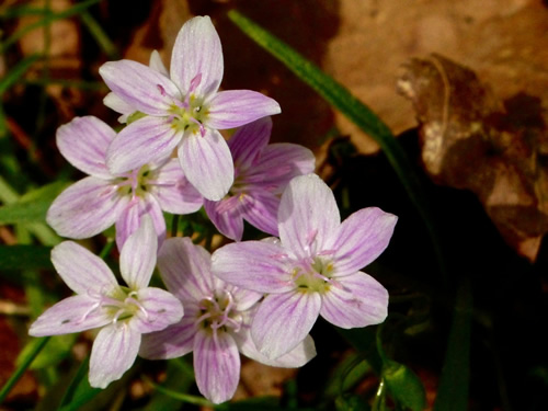 Narrow-Leaved Spring Beauty