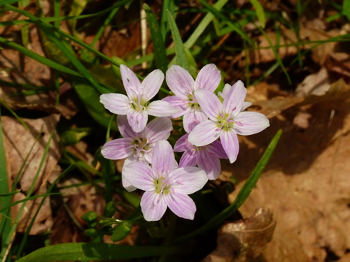 Narrow-Leaved Spring Beauty