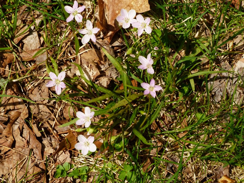 Narrow-Leaved Spring Beauty