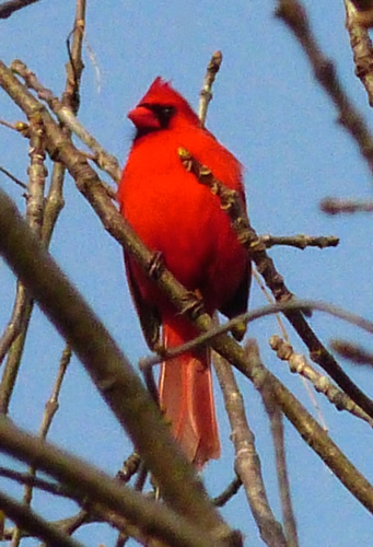 Northern Cardinal