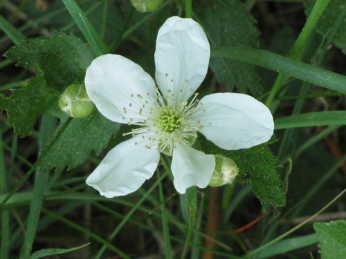 Northern Dewberry