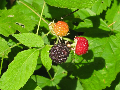 Northern Dewberry