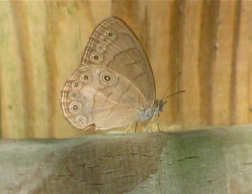 Northern Eyed Brown Butterfly