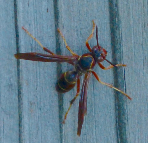 Northern Paper Wasp