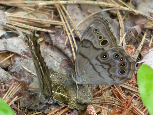 Northern Pearly-Eye Butterfly